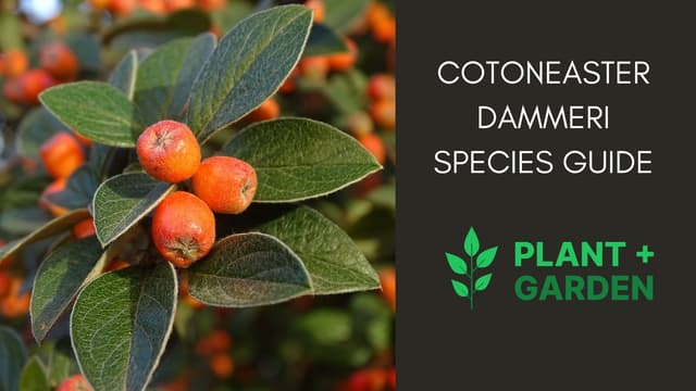 Cotoneaster Dammeri: Complete Species Guide