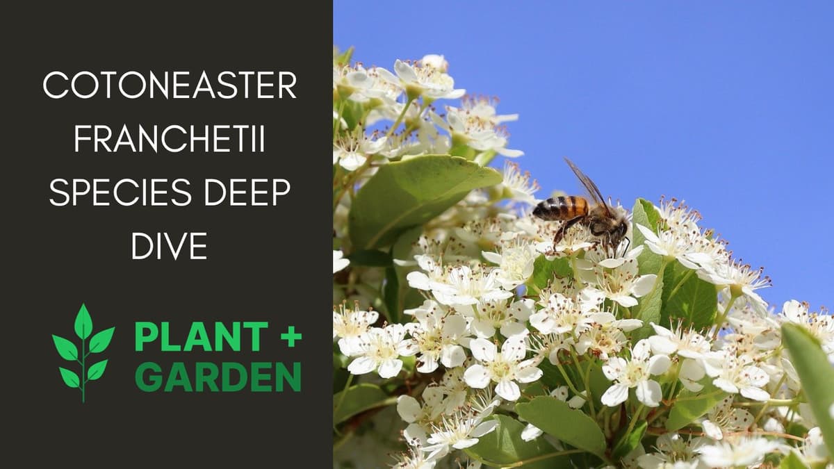 Cotoneaster Franchetii: Species Deep Dive