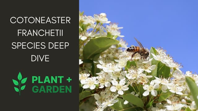 Cotoneaster Franchetii: Species Deep Dive