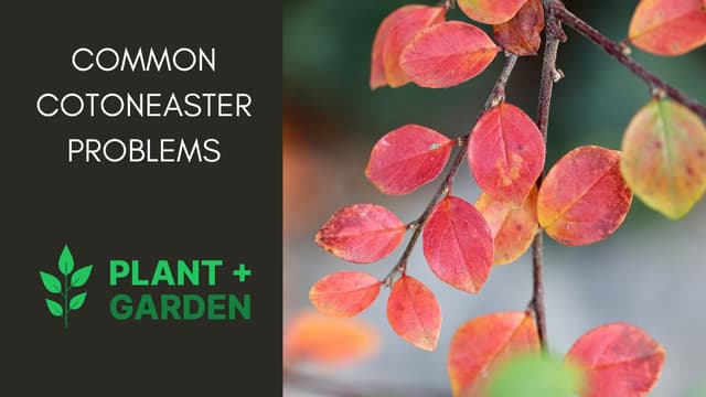 Cotoneaster: Common Problems And Solutions