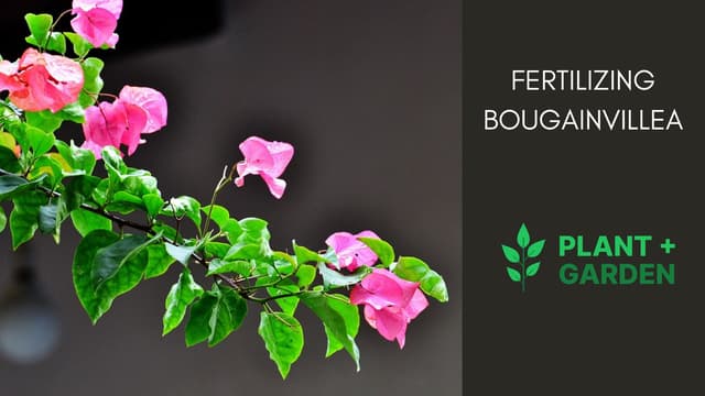 Fertilizing Bougainvillea - Don't Make These 7 Mistakes