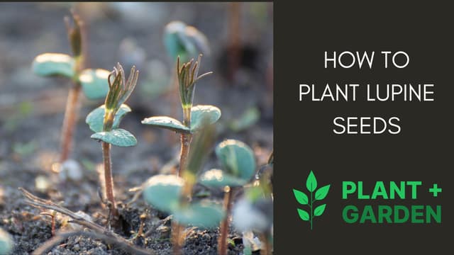 Hot To Plant Lupine Seeds