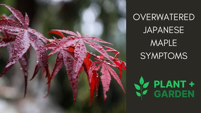 Japanese Maple Overwatering Symptoms (With Solutions)