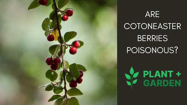 Are Cotoneaster Berries Poisonous?