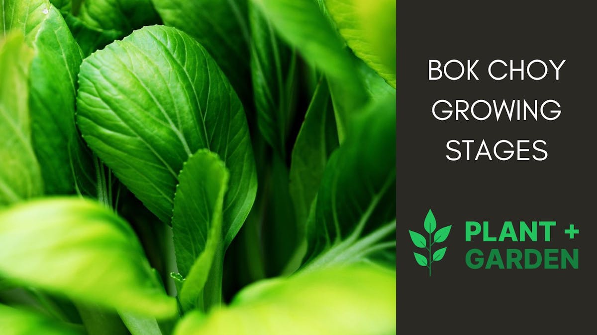 Bok Choy (Pak Choi) Growing Stages Explained: Maximize Your Growth