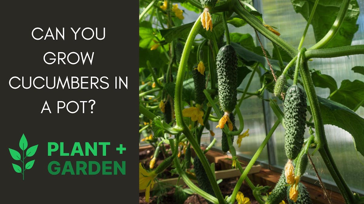 Can You Grow Cucumbers In A Pot?