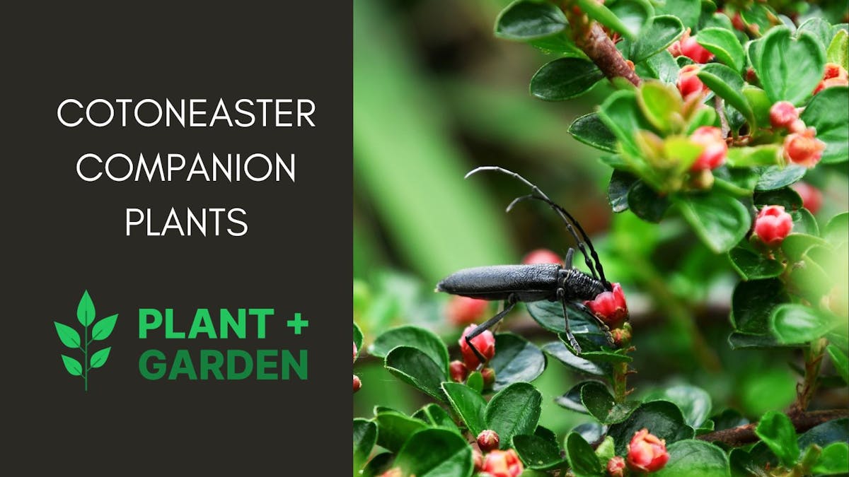 6 Best Companion Plants For Cotoneaster