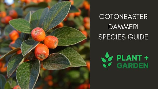 Cotoneaster Dammeri: Complete Species Guide