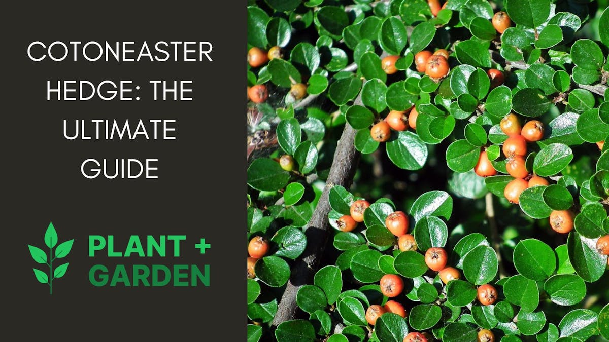 Cotoneaster Hedge: The Ultimate Guide to Planting & Care