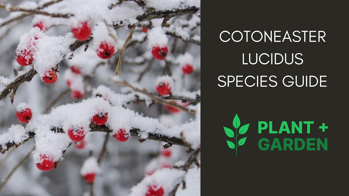 Cotoneaster Lucidus (Hedge Cotoneaster) Species Guide