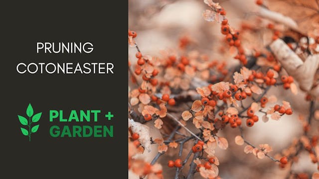 A Comprehensive Guide to Cotoneaster Pruning