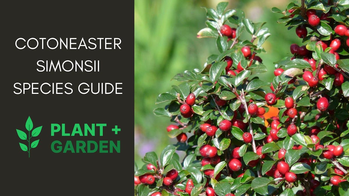 Cotoneaster Simonsii Species Guide