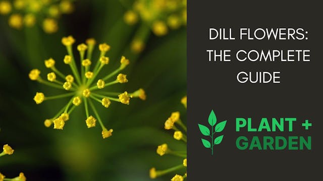 Dill Flowers: The Complete Guide
