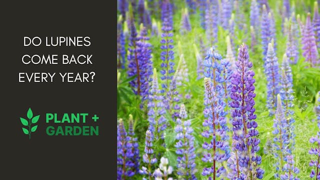 Do Lupines Come Back Every Year?