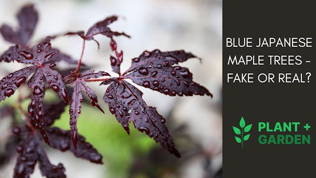 Blue Japanese Maple Trees - Fake Or Real?