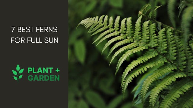 7 Best Ferns for Full Sun