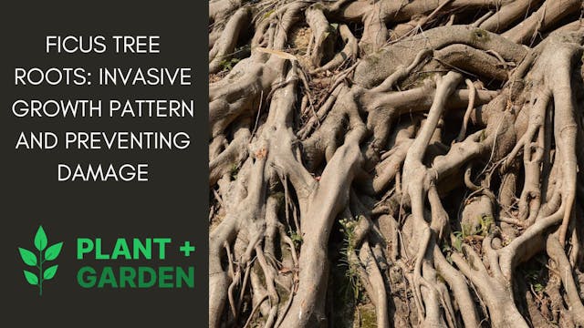 Ficus Tree Roots: Invasive Growth Pattern And Preventing Damage