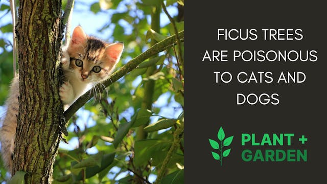 Ficus Trees Are Poisonous To Cats And Dogs