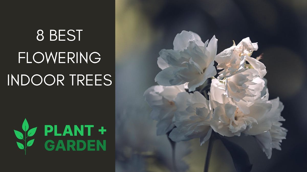 9 Best Flowering Indoor Trees to Brighten Your Home