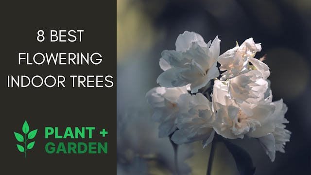 9 Best Flowering Indoor Trees to Brighten Your Home