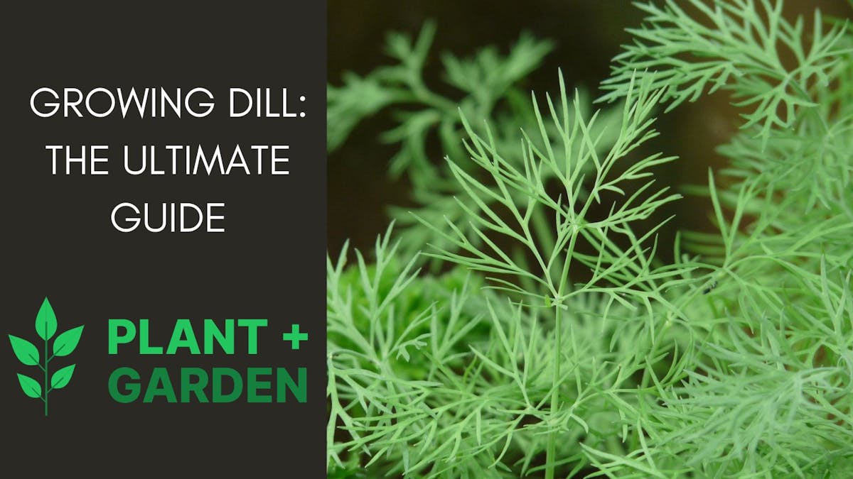 Growing Dill: The Ultimate Guide
