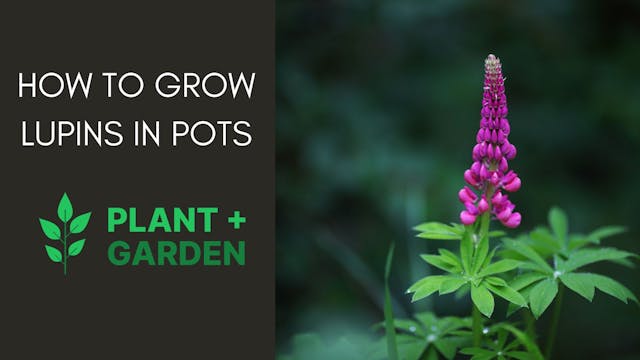 How to Grow Lupins in Pots - The Ultimate Guide