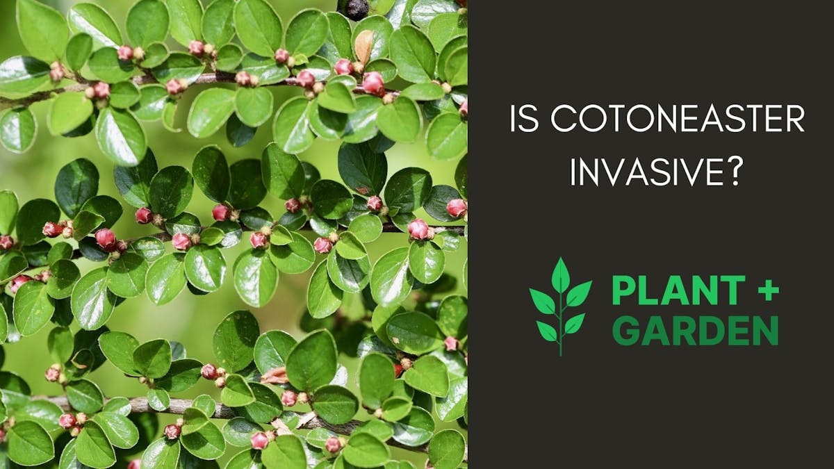 Is Cotoneaster Invasive?