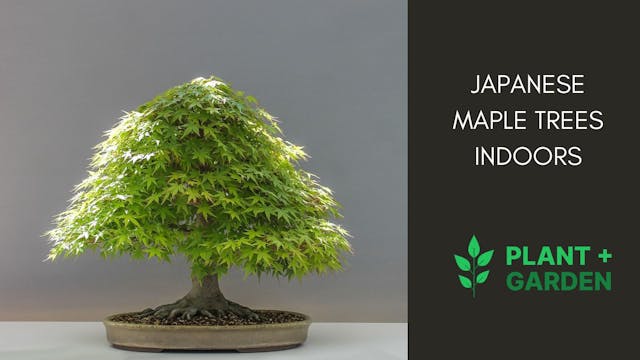 Indoor Japanese Maple Care: A Must-Read Guide