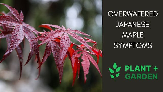 Japanese Maple Overwatering Symptoms (With Solutions)