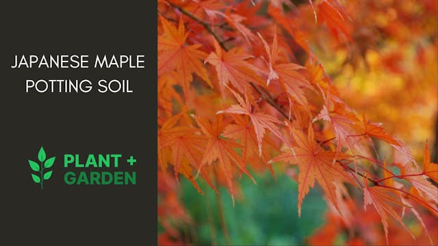 Japanese Maple Potting Soil - Must Read Guide