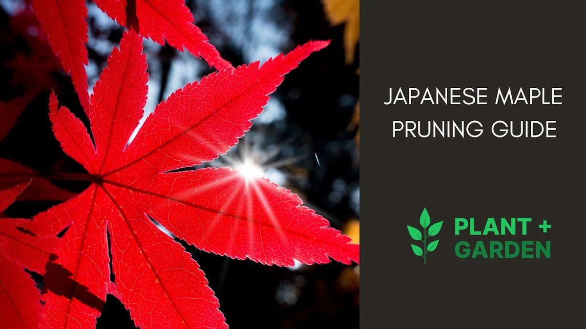 Japanese Maple Pruning Guide