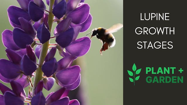 Lupine Growth Stages Guide