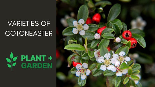 Varieties of Cotoneaster: Understanding Growth and Blooming Patterns