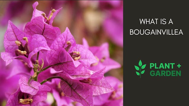What Is A Bougainvillea?