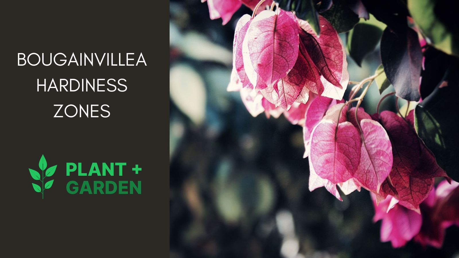 Bougainvillea Hardiness Zones How To Grow Them In Your Region