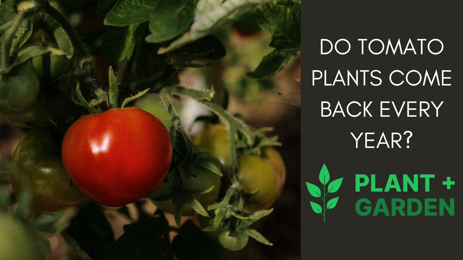 Annual or Perennial Do Tomato Plants Come Back Each Year?